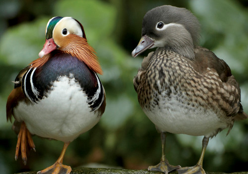 Mandarin Duck Duo Notecard - Pack of 6