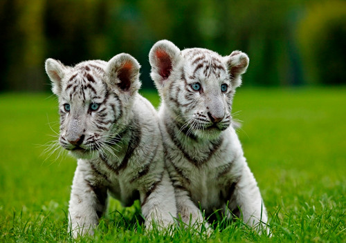 White Tiger Cubs Notecard - Pack of 6