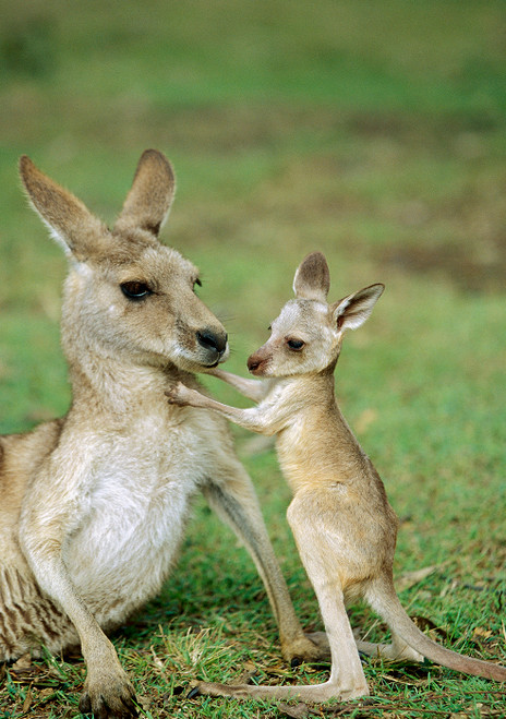 Eastern Grey Kangaroos Notecard - Pack of 6