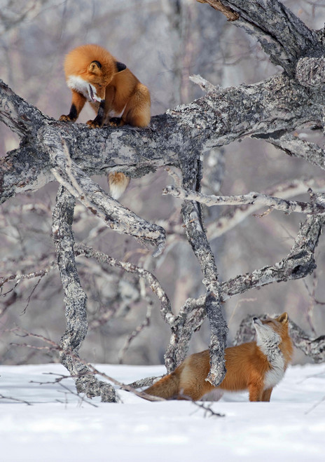 Red Fox on Fallen Birch Tree Notecard - Pack of 6