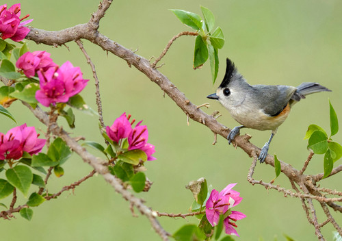 Black-Crested Titmouse Notecard - Pack of 6