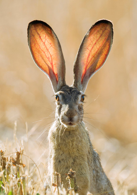 Black-Tailed Jackrabbit Notecard - Pack of 6