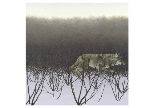 Coyote and Alders Notecard - Pack of 6