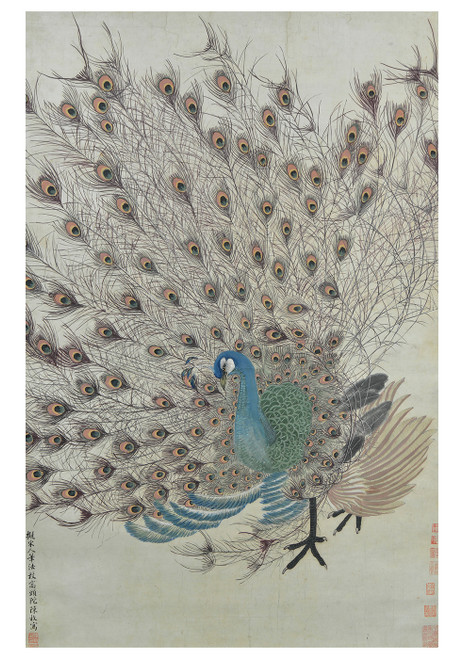 Peacock Notecard - Pack of 6