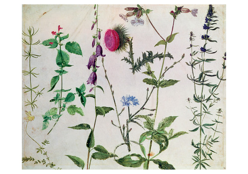 Hans Hoffmann: Eight Studies of Plants Notecard