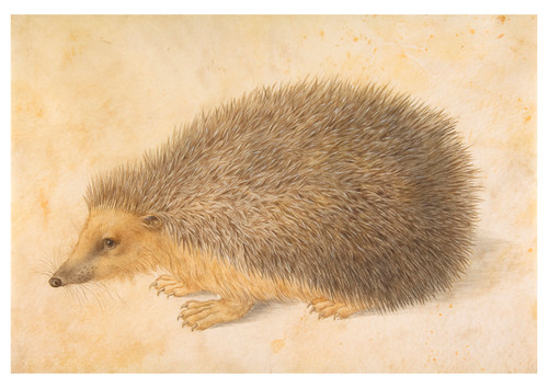 A Hedgehog Postcard - Pack of 6