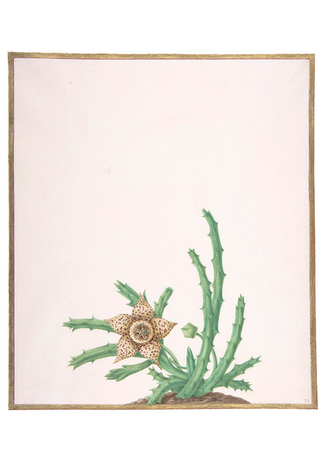 A Stapelia variegata Postcard - Pack of 6