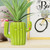 CERAMIC PEN HOLDER - DESK FRIENDS - CACTUS