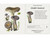 Mushrooms: Alexander Viazmensky - Knowledge Cards
