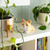 ANTI-STRESS TOY - STRESS LESS - CORGI