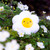 PLUSH - SUPER SOFT! - MINI - DAISY