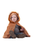 Toddler Lion Cape, SIZE US 2-3T