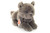 Hermann Teddy Carthusian Cat lying 20 cm