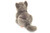 Hermann Teddy Carthusian Cat lying 20 cm