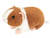 Hermann Teddy Guinea Pig light-brow/ white 19 cm