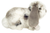 Hermann Teddy Lop-eared rabbit  grey-white 23 cm