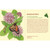 Pollinators Knowledge Cards