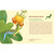 Pollinators Knowledge Cards