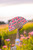 Hand fan pink and red poppies