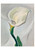 Georgia O'Keeffe Boxed Notecards