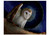 Jeannine Chappell: Barn Owls Boxed Notecards