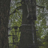 Ranger Traction Climbing Sticks 3-Pack