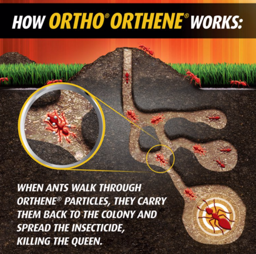 Ortho Orthene Fire Ant Killer - Thumbnail 5