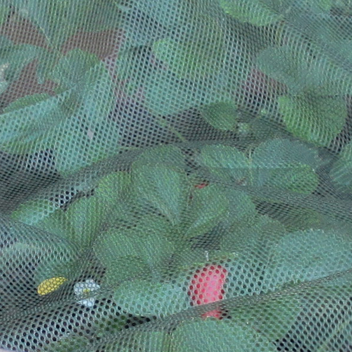 Mesh Net for Berry Baskets