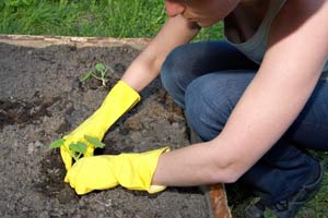 protect plants in early growing season