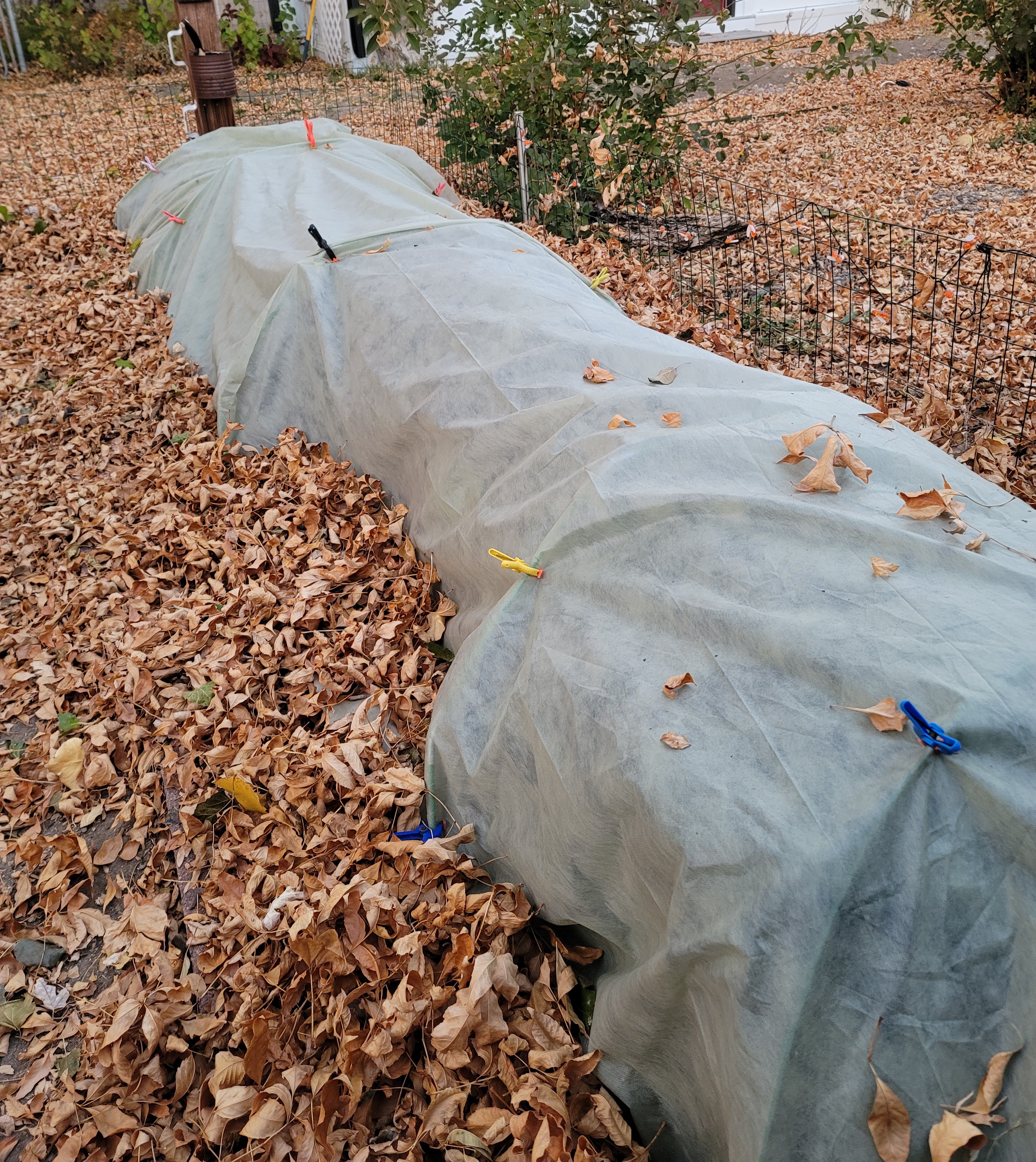 frost-protek-fall-vegetable-garden-covered-with-frost-row-cover-and-attached-with-clamps.jpg