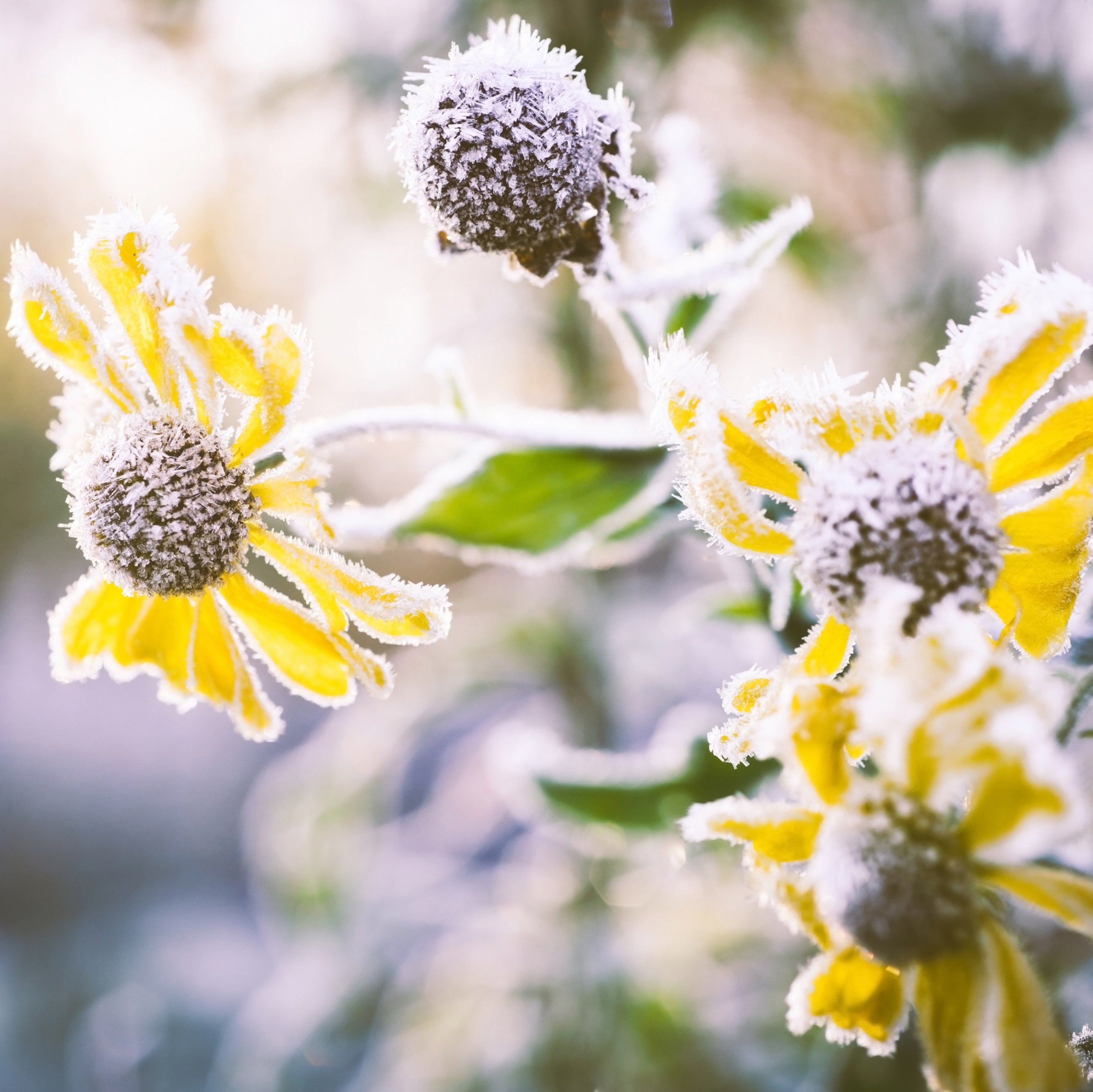 frost-protek-frost-on-flowers.jpg