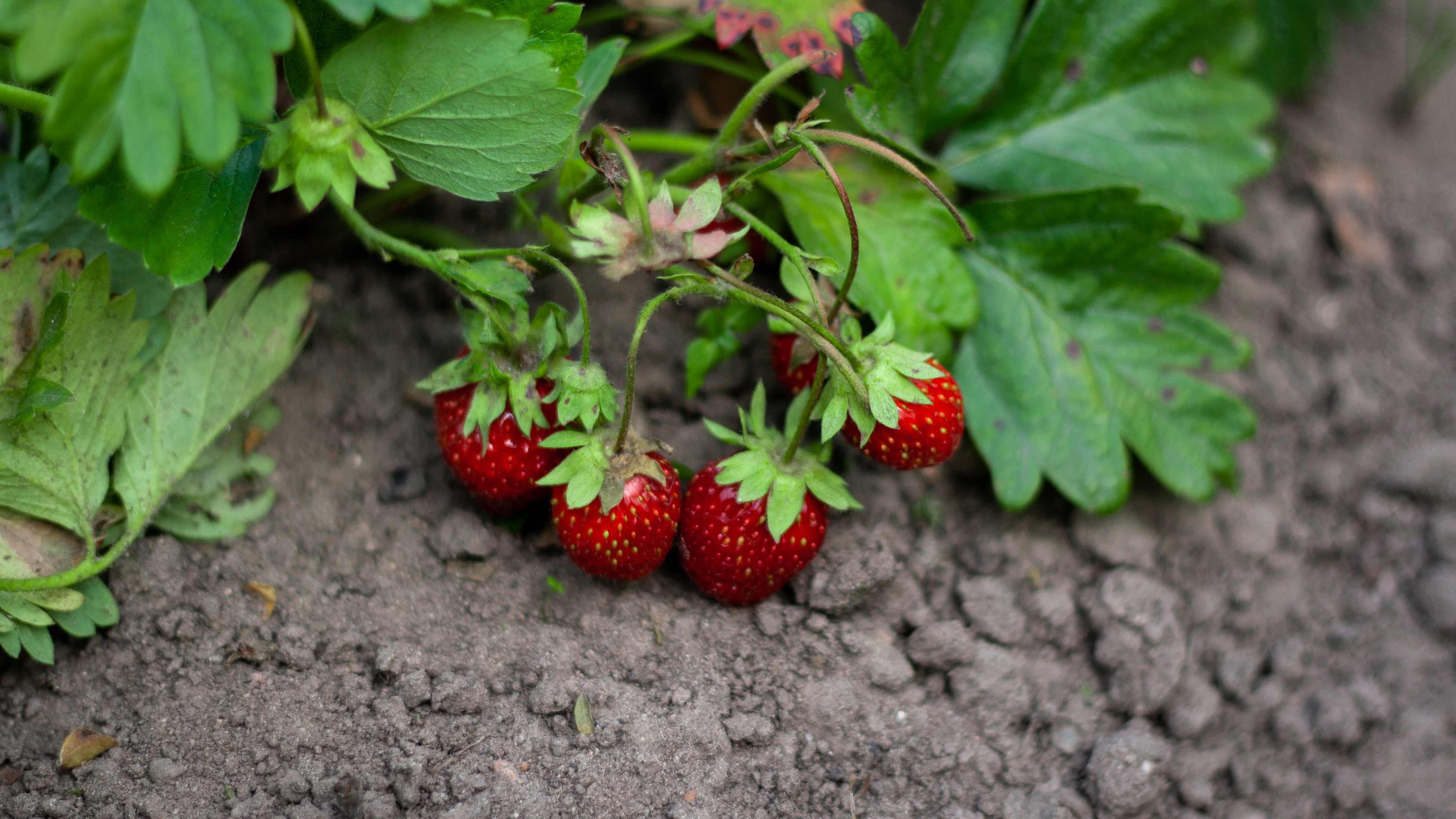 frost-protek-strawberries.jpg