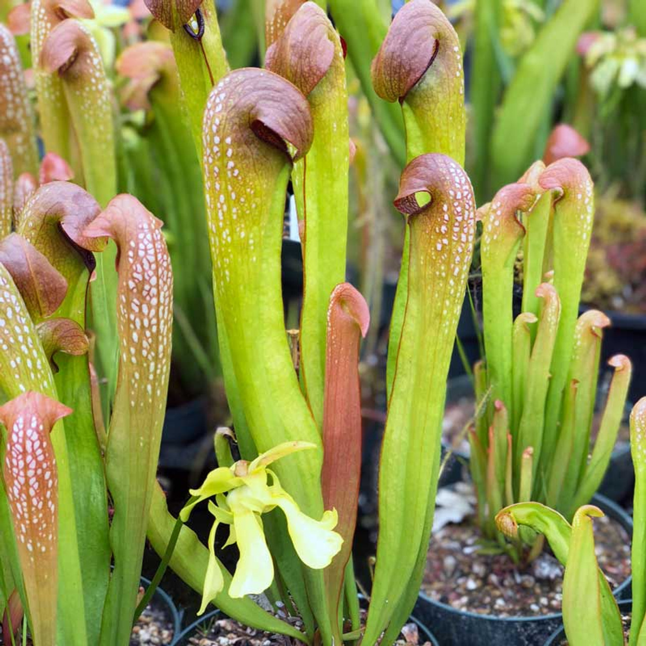 Sarracenia minor for Sale. Grow Carnivorous Plants!