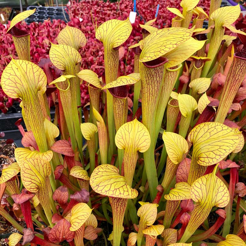 Sarracenia alata Red Hood