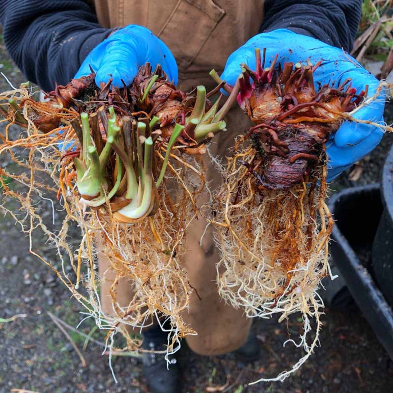 TruBlu Supply TBSLSP1050 Live Carnivorous Pitcher Plant Sarracenia x  â€˜Scarlet Belleâ€™ - Bare Root Rhizome