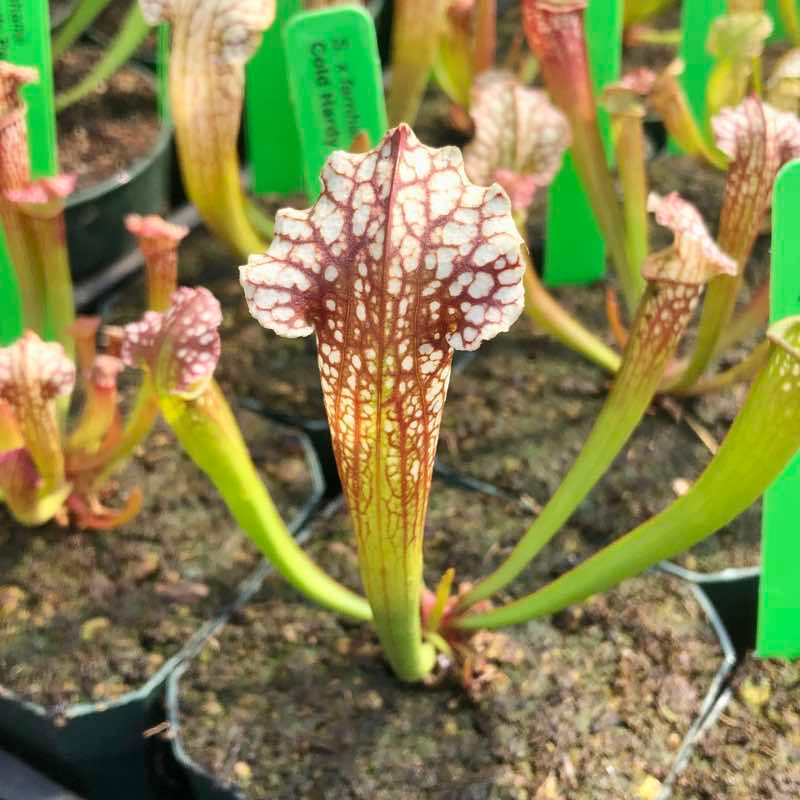 Monthly Specials | Sarracenia Northwest