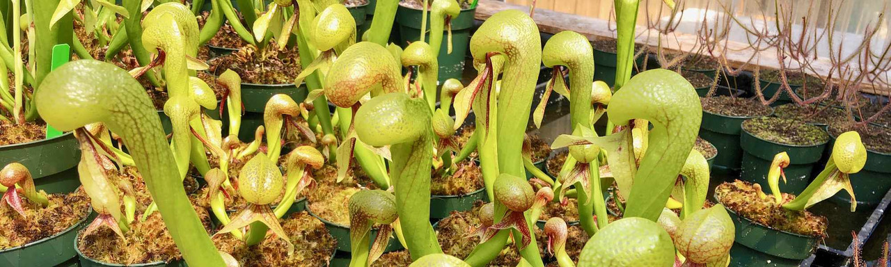 Darlingtonia: Cobra Plant