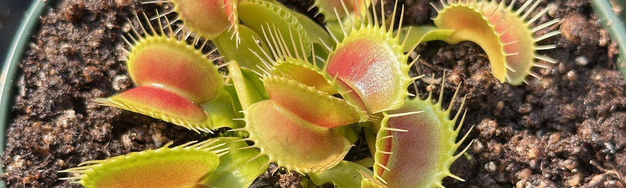 Dionaea: Venus Flytraps
