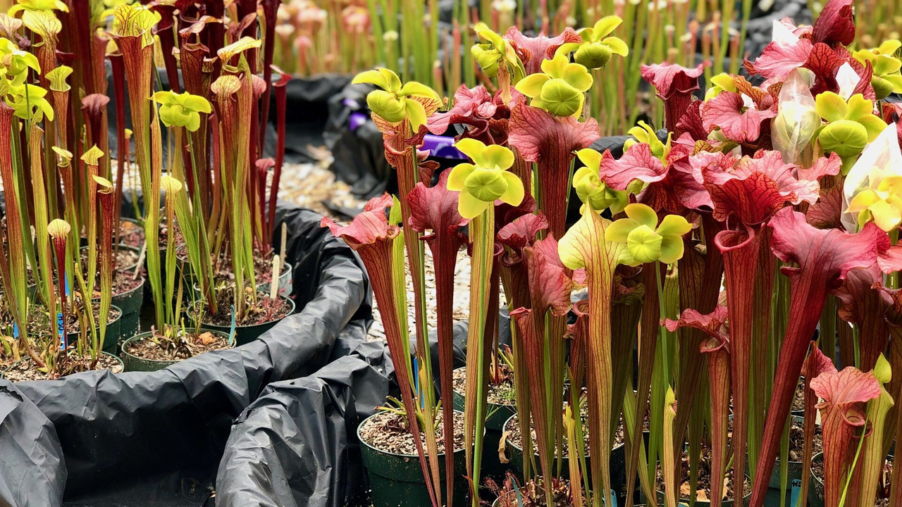 Mature Sarracenia