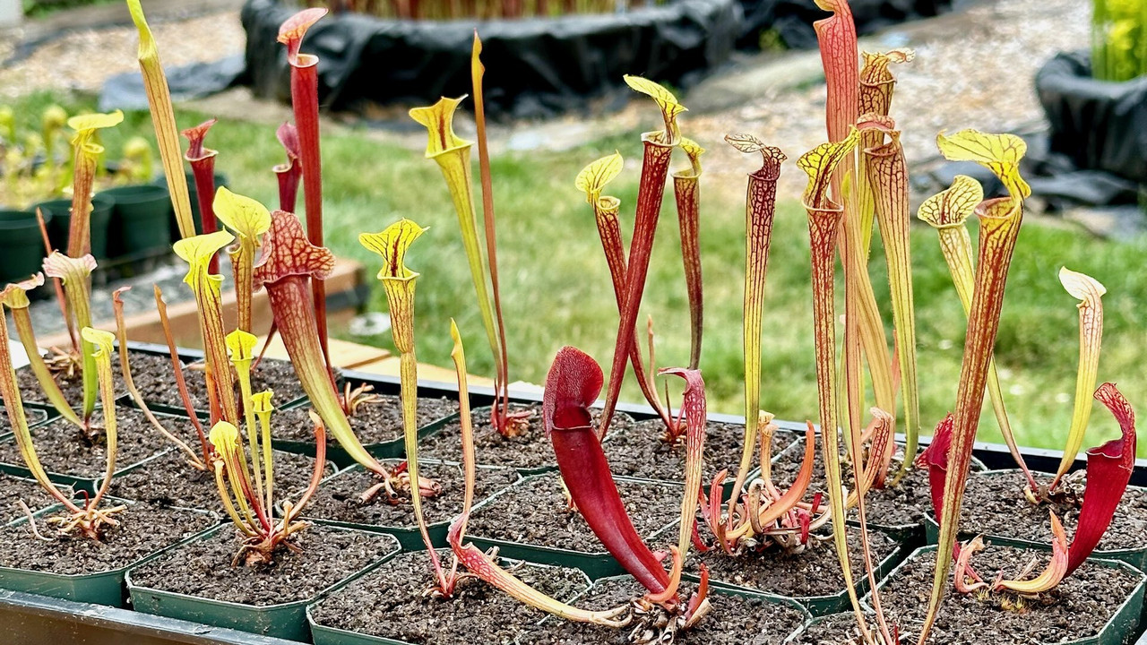 Young Sarracenia