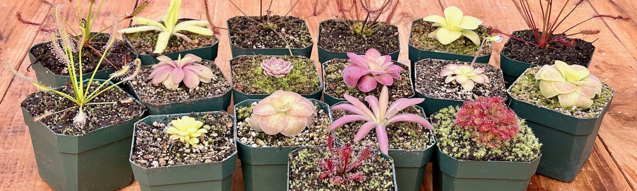 Tropical Plants