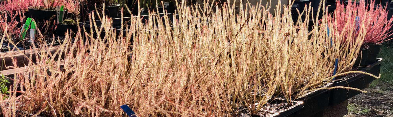 Drosera: Hardy Sundews