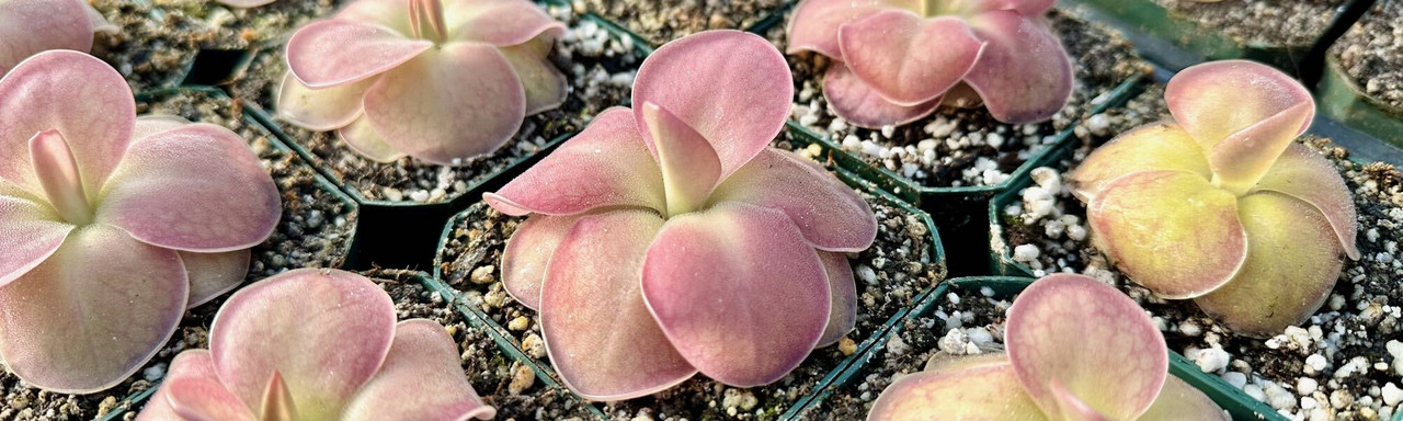 Pinguicula: Tropical Butterworts