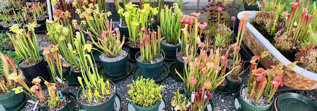Outdoor Perennials
