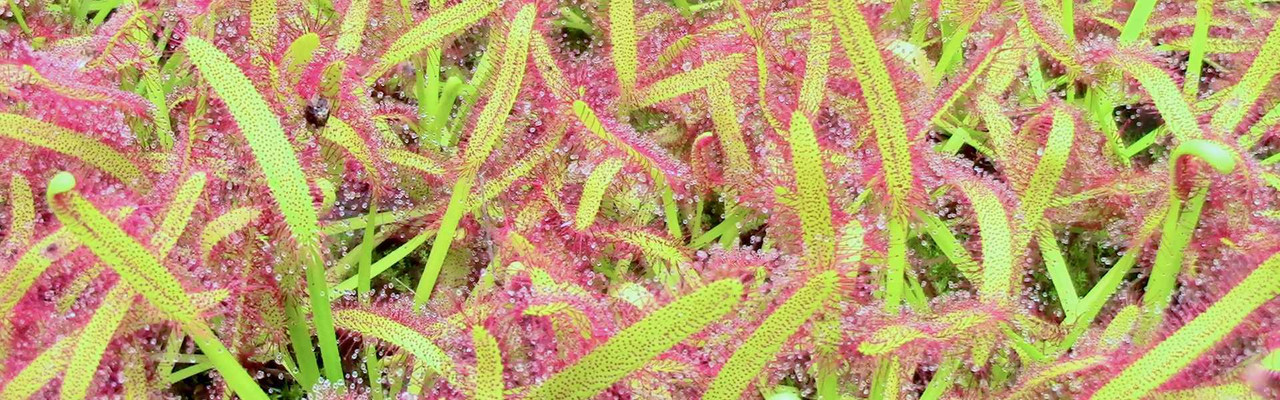 Drosera: Tropical Sundews