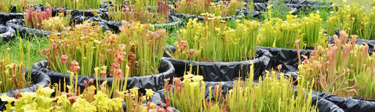 Sarracenia: American Pitcher