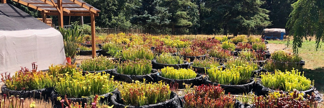 Carnivorous Plants for Sale