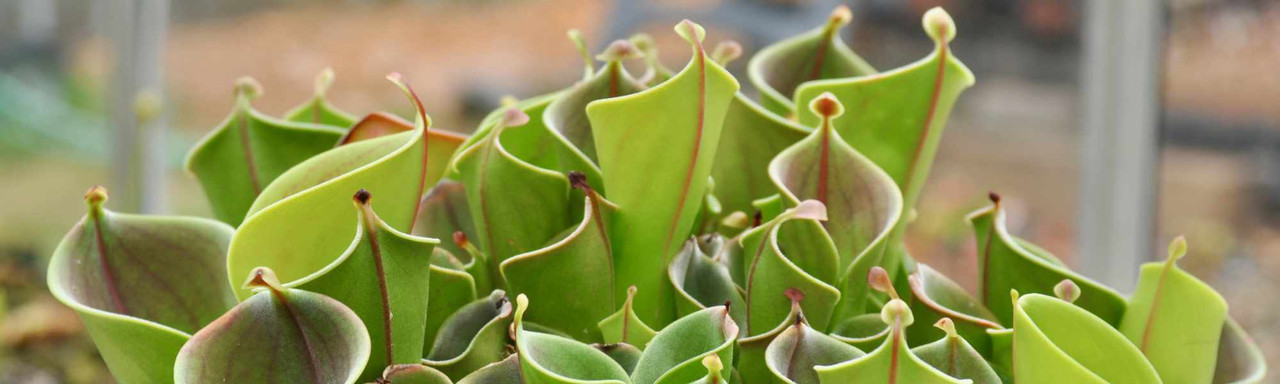 Heliamphora: Sun Pitcher