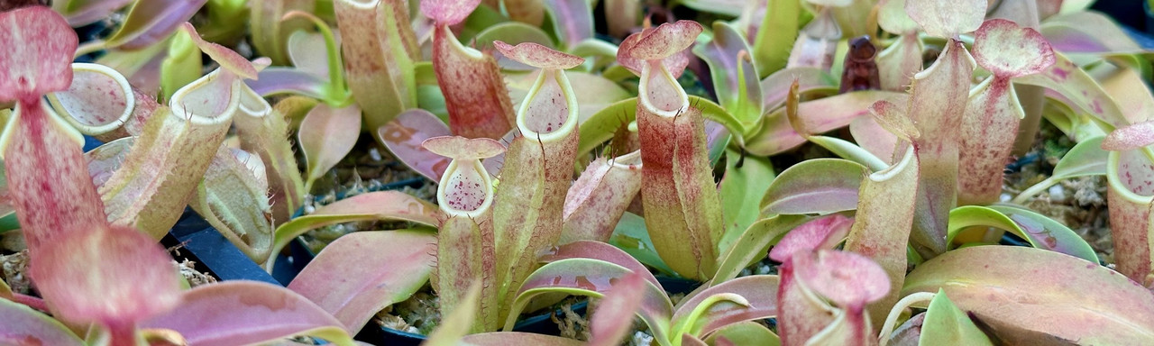 Nepenthes: Tropical Pitcher