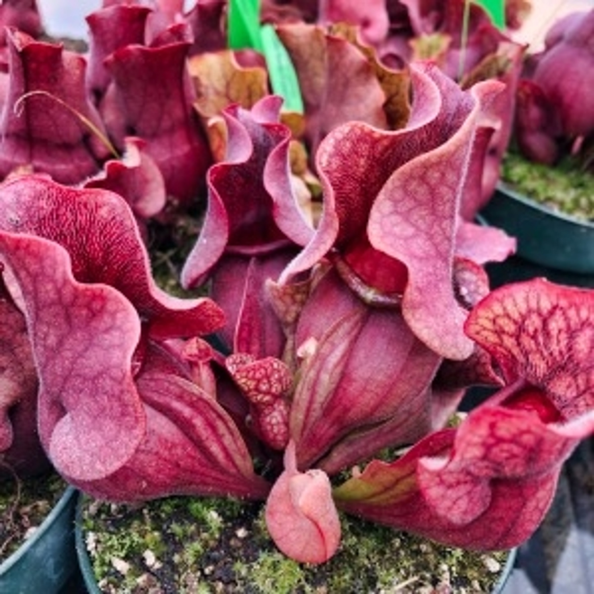 Sarracenia purpurea Sylwia for Sale. Grow Carnivorous Plants!
